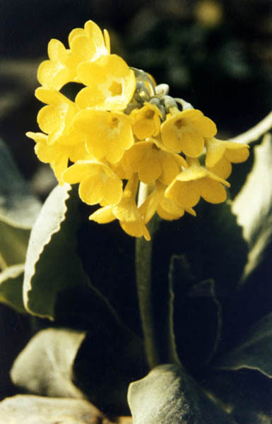 Primula auricula photo